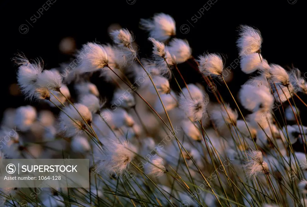 Close-up of dandelions in the breeze