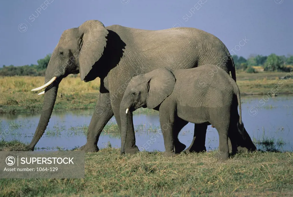 Side profile of an elephant walking with her offspring