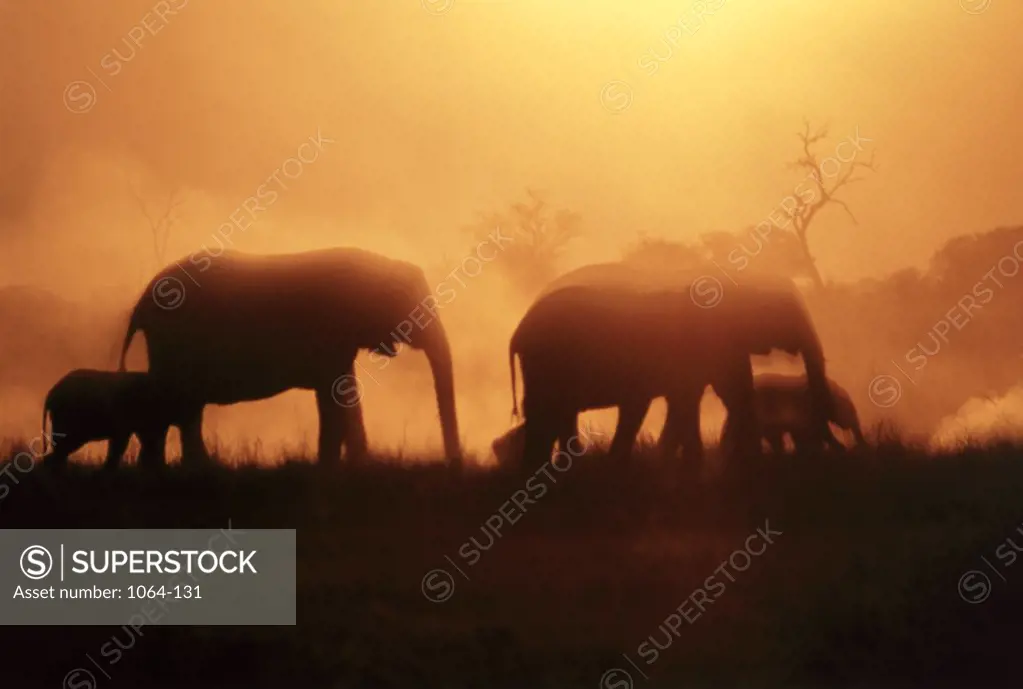 African Elephants walking in a forest, Chobe National Park, Botswana