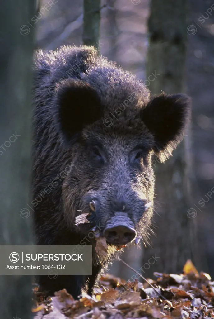 Close-up of a wild boar in a forest (Sus scrofa)