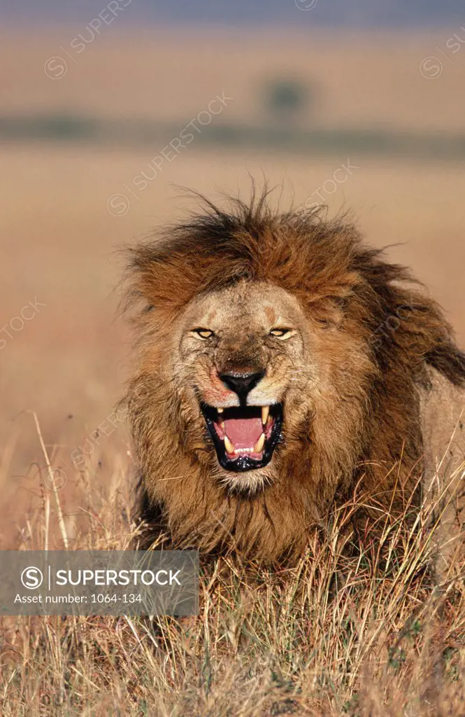 Close up of lion in grassland