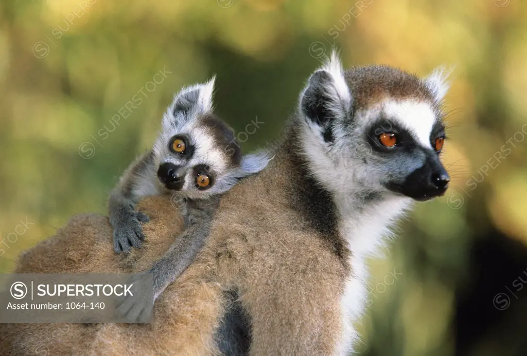 Close-up of a Ring-Tailed Lemur with its offspring