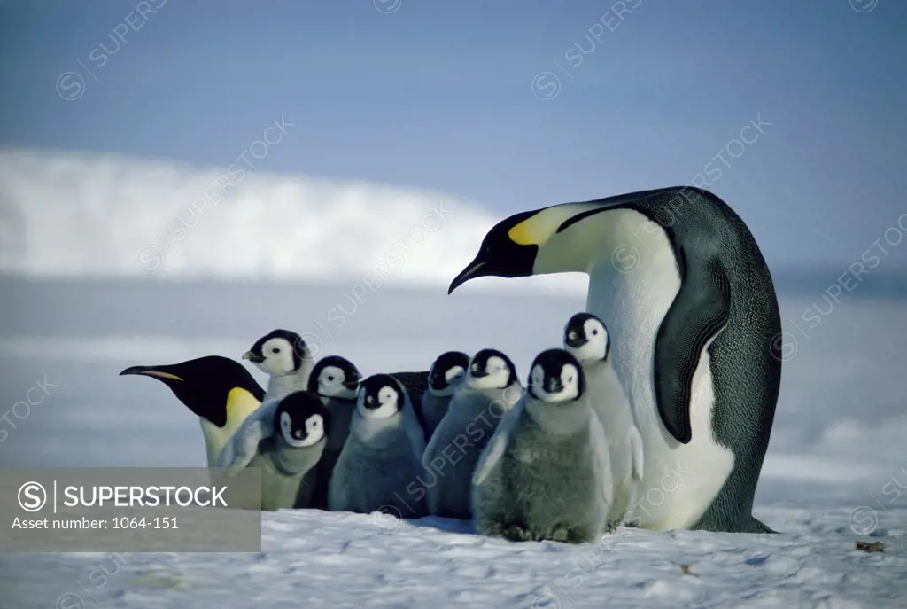 Emperor Penguin with Chicks