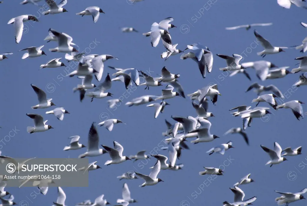 Black-Headed Gulls 