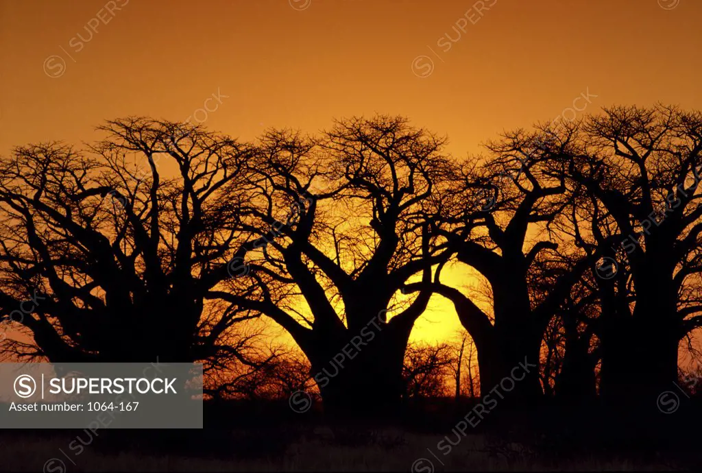 Baobab Trees  Kalahari Desert Botswana