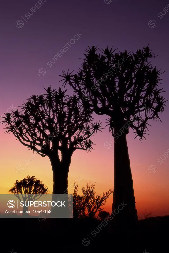 Silhouette of Aloe Trees, Namibia