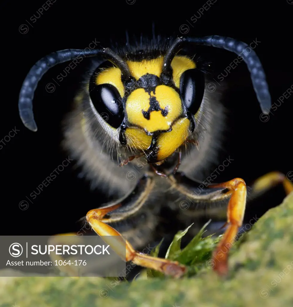 Close-up of a hornet