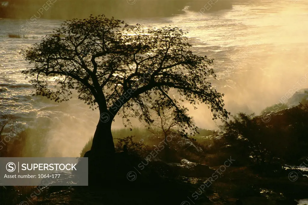 Silhouette of a Baobab Tree, Namibia