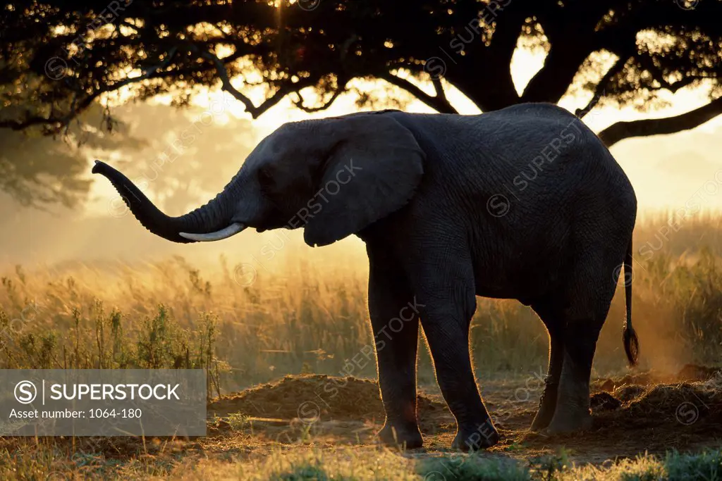 Side profile of an African Elephant, Zimbabwe