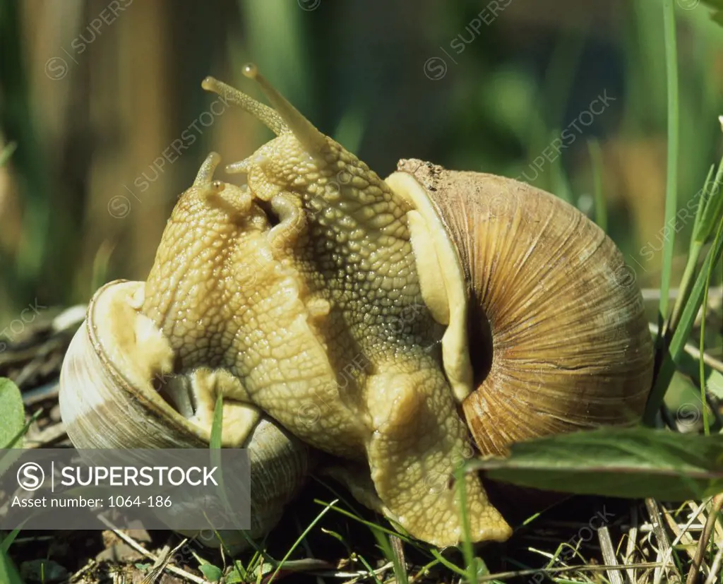 Close-up of two snails on grass