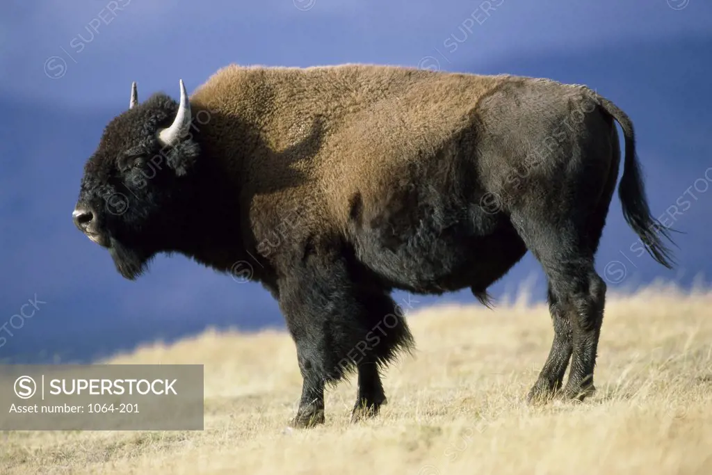 Bison Yellowstone National Park Wyoming USA