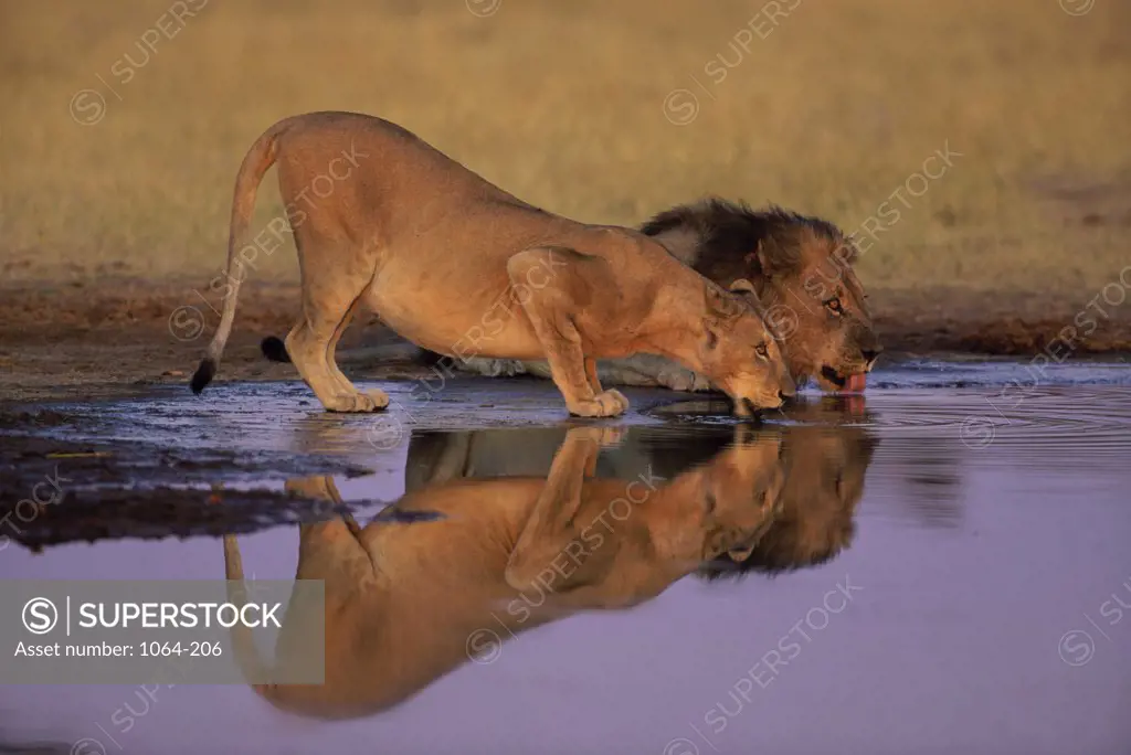 Lions, Chobe National Park, Botswana