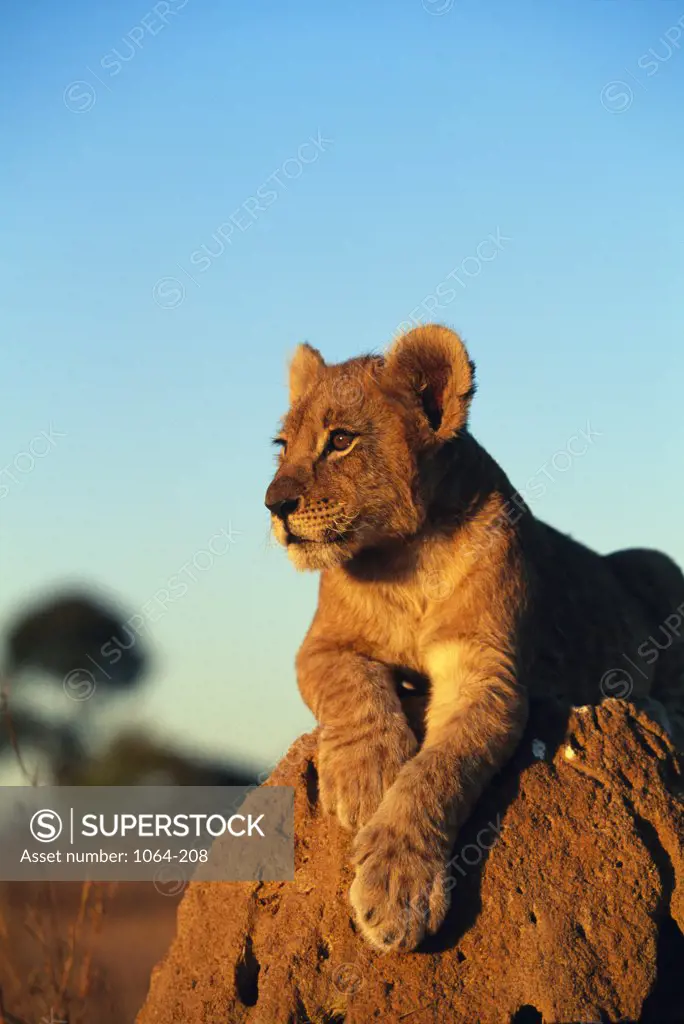 Close up of lion resting on rock at sunset