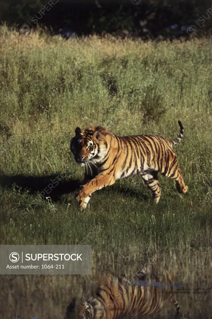 Bengal Tiger running in a field (Panthera tigris tigris)
