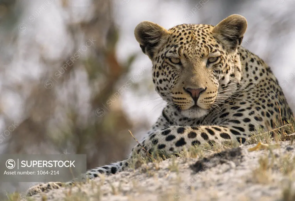 Okavango Delta,  close up of resting leopard,  Botswana
