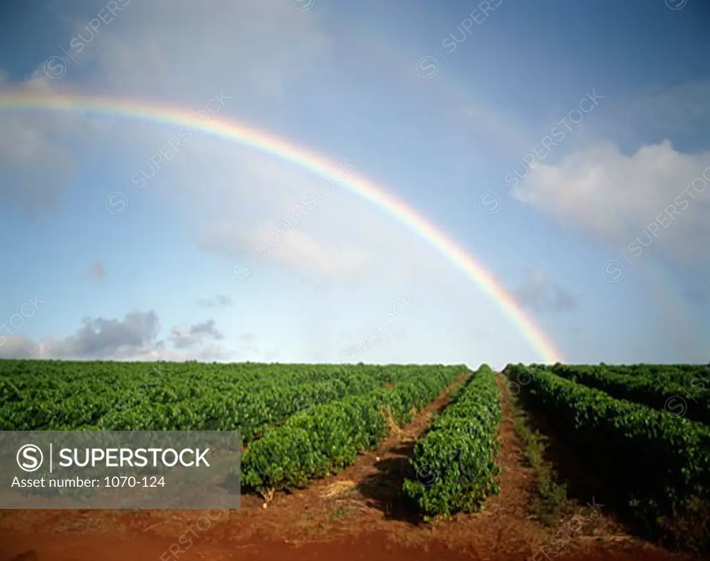 Coffee plantation near Hanapepe with rainbow,  Kauai,  Hawaii,  USA