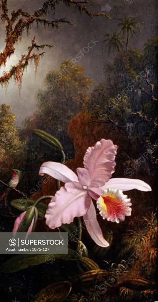Orchid and Hummingbird,  by Martin Johnson Heade,  USA,  Florida,  Jacksonville,  The Cummer Museum of Art and Gardens,  circa 1819-1904