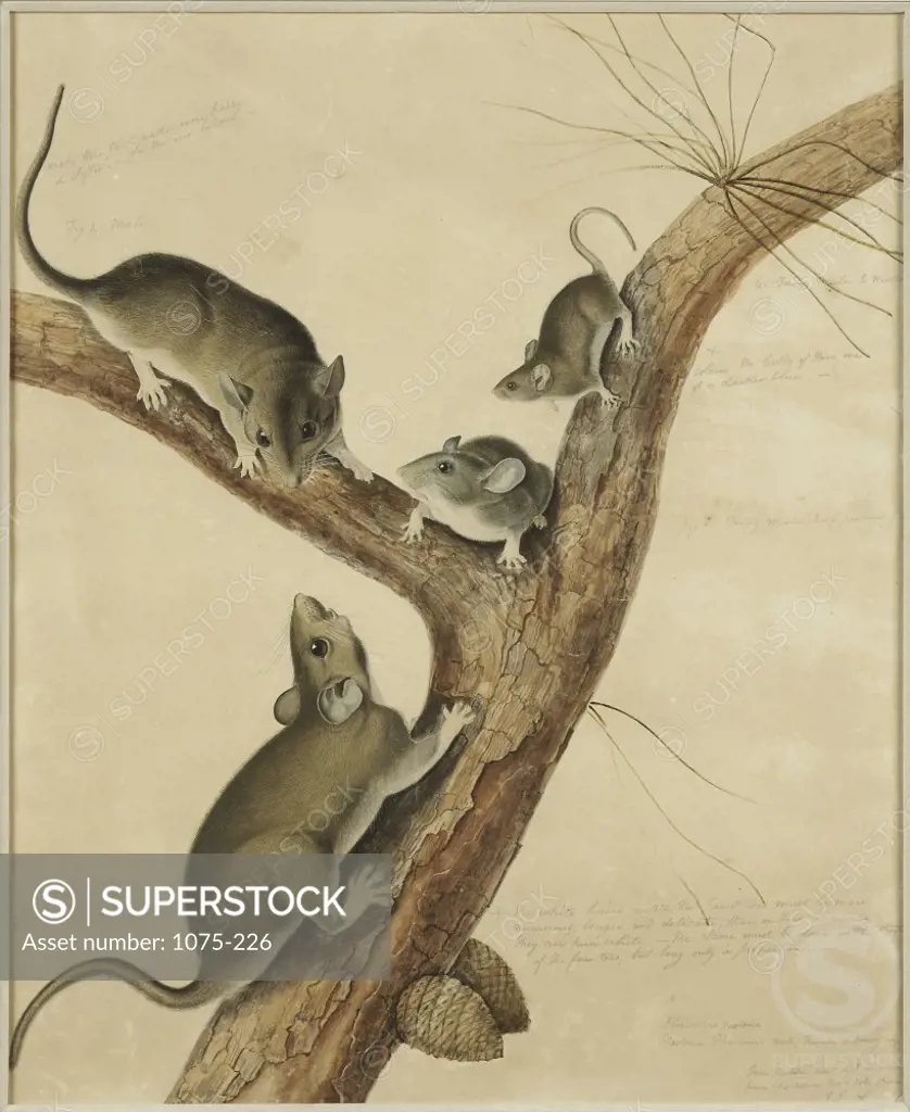 A Study of Four Florida Rats  John James Audubon (1785-1851 American)  Watercolor, ink and pencil The Cummer Museum of Art and Gardens, Jacksonville, Florida, USA