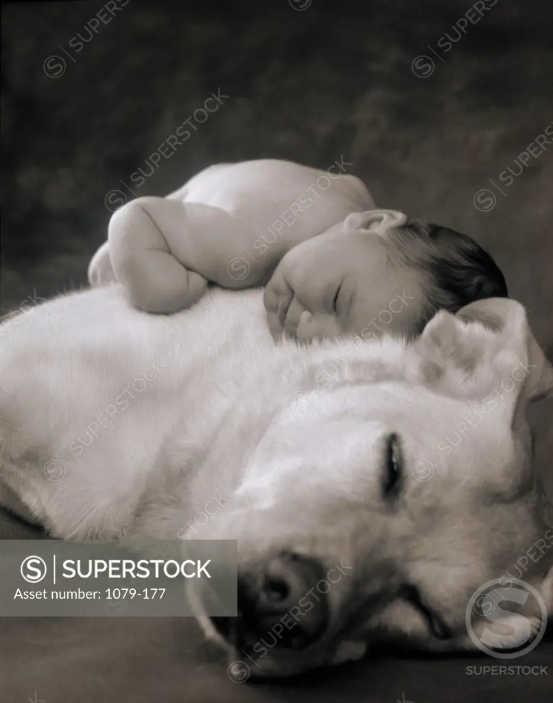 Baby sleeping on Yellow Labrador