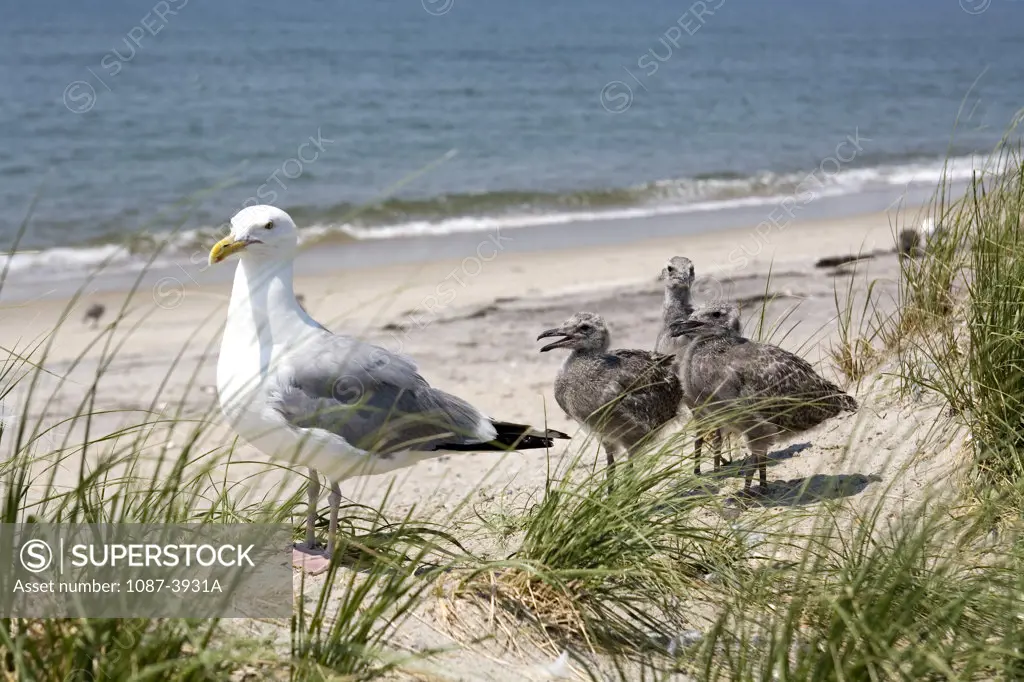 Herring gull (Larus argentatus) with its chicks at the seaside