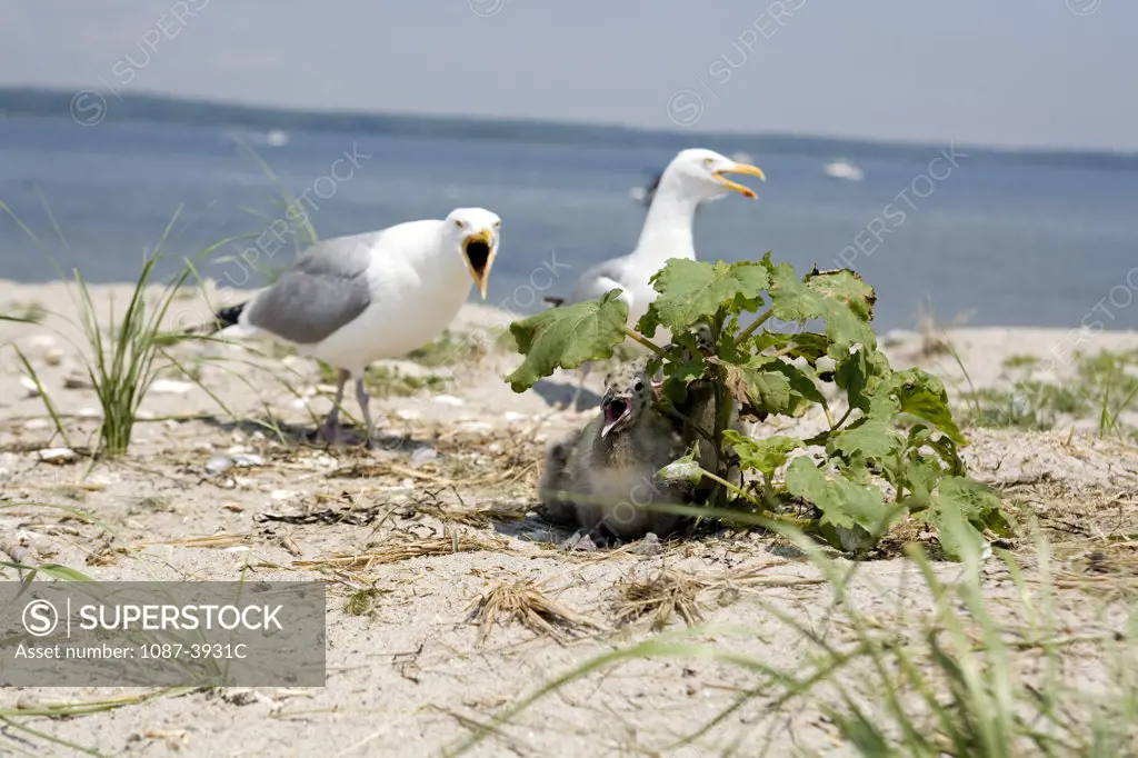 Herring gull (Larus argentatus) with its chicks at the seaside