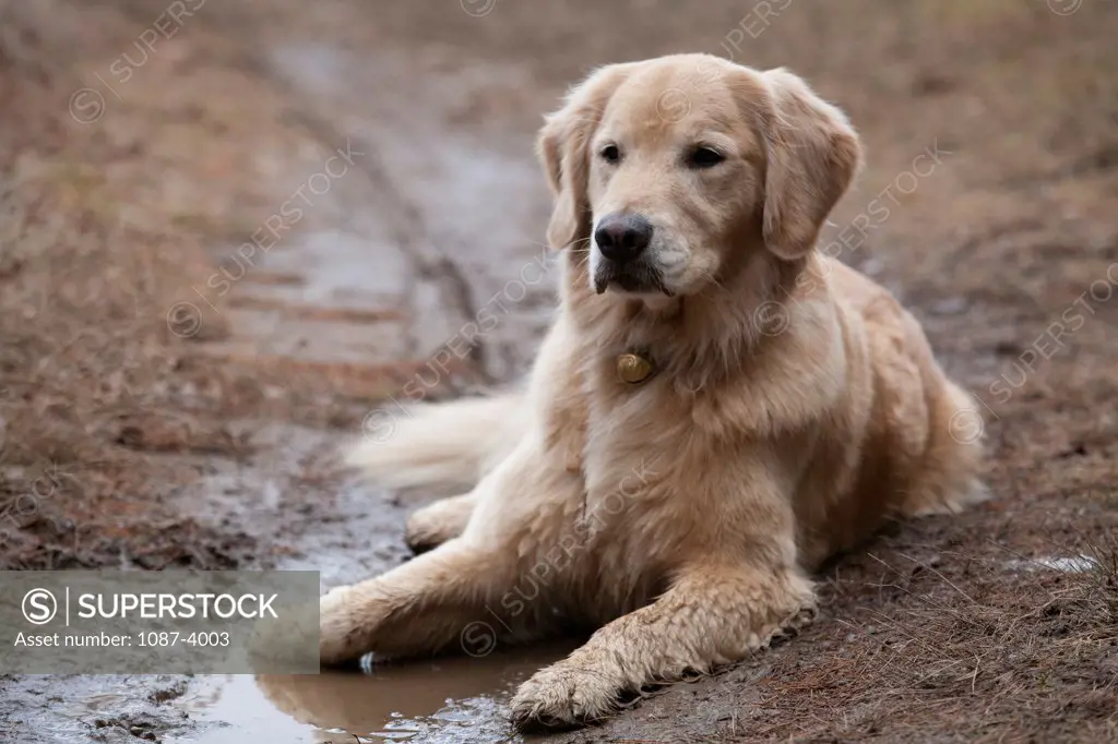 Golden retriever lying in mud