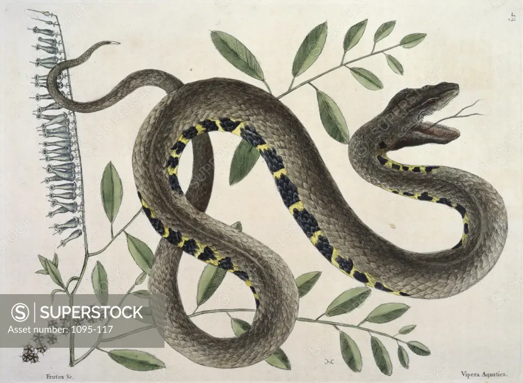 Waterviper Snake Vipera Aquatica Mark Catesby (1679-1749 British) Newberry Library, Chicago 