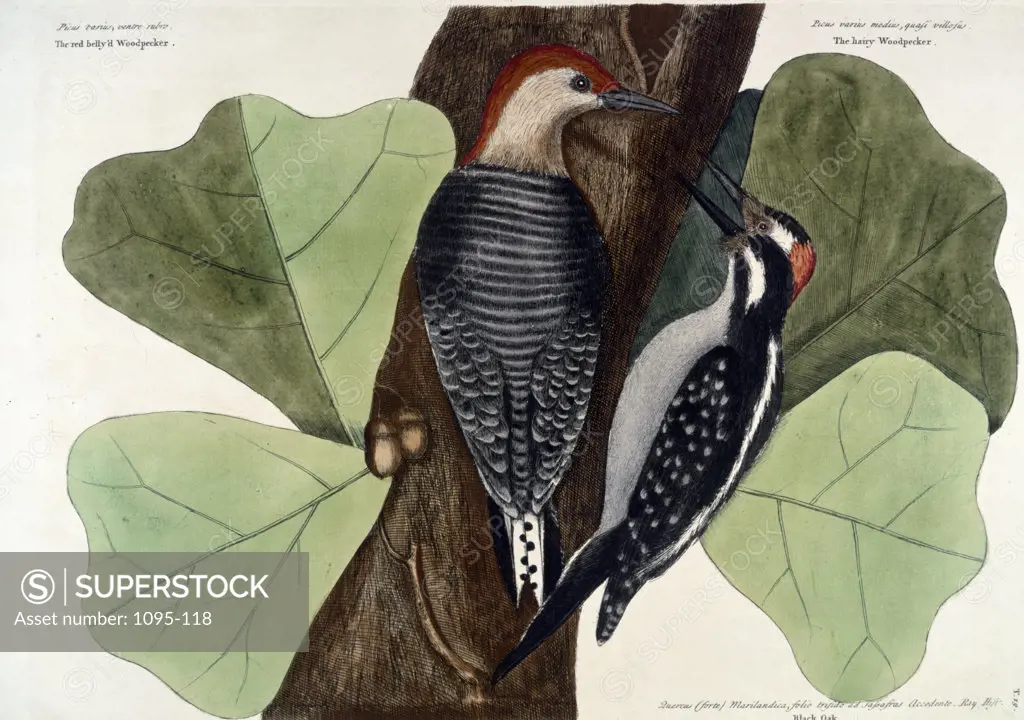 The Red Bellied Woodpecker and The Hairy Woodpecker on Black Oak by Pierre Joseph Redoute,  (1759-1840),  USA,  Chicago,  Newberry Library