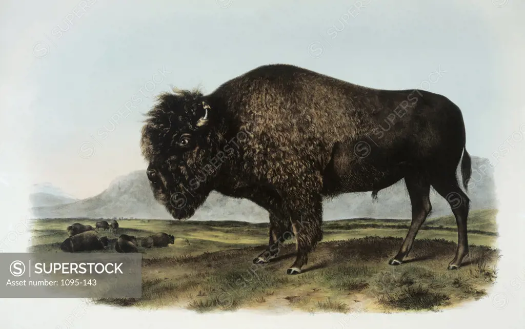 American Bison or Buffalo From Quadropeds of North America John James Audubon (1785-1851 American) Newberry Library, Chicago 