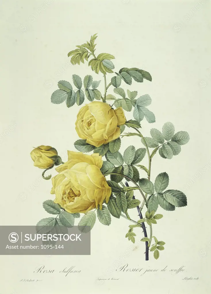 Rosa Sulfurea From Les Roses Pierre Joseph Redoute (1759-1804 French) Newberry Library, Chicago 