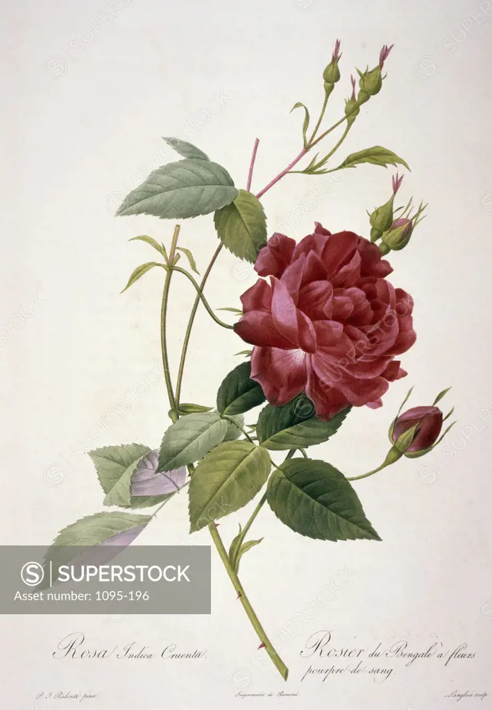 Rosa Indica Cruenta by Pierre Joseph Redoute from Les Roses,  (1759-1804),  USA,  Chicago,  Newberry Library