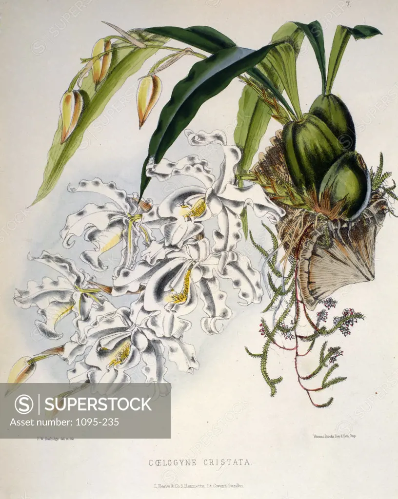 Coelogyne Cristata by Samuel Jennings from Orchids: And How to Grow Them,  (active 1789-1834 ),  USA,  Chicago,  Newberry Library