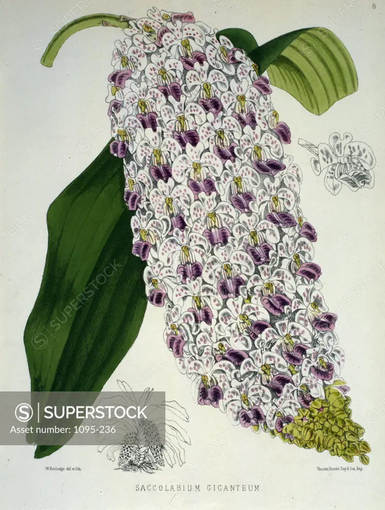 Saccolabium Gicanteum by Samuel Jennings from Orchids and How to Grow Them,  (active 1789-1834 ),  USA,  Chicago,  Newberry Library