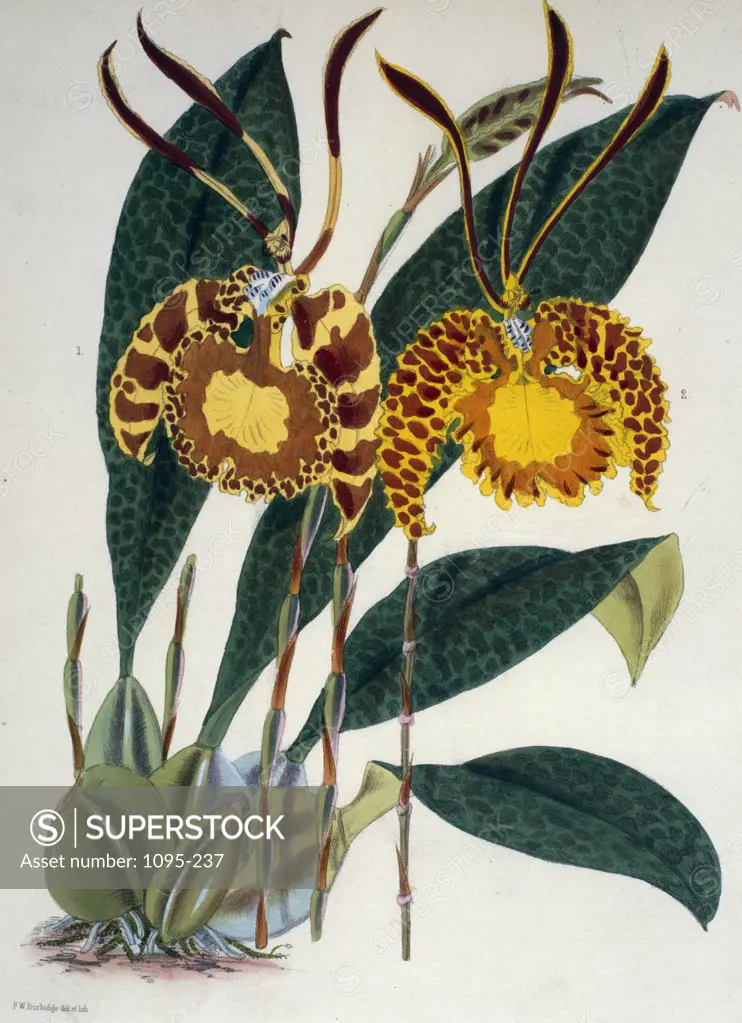 Oncidium Papilio Pictum by Samuel Jennings from Orchids: And How to Grow Them,  (active 1789-1834 ),  USA,  Chicago,  Newberry Library