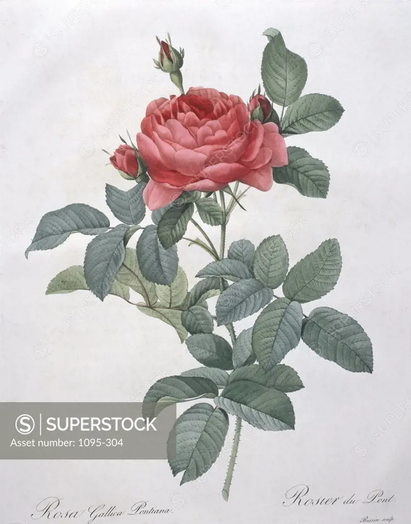 Rosa Gallica (Pontiana) from Les Roses Pierre-Joseph Redoute (1759-1804 French) Newberry Library, California 