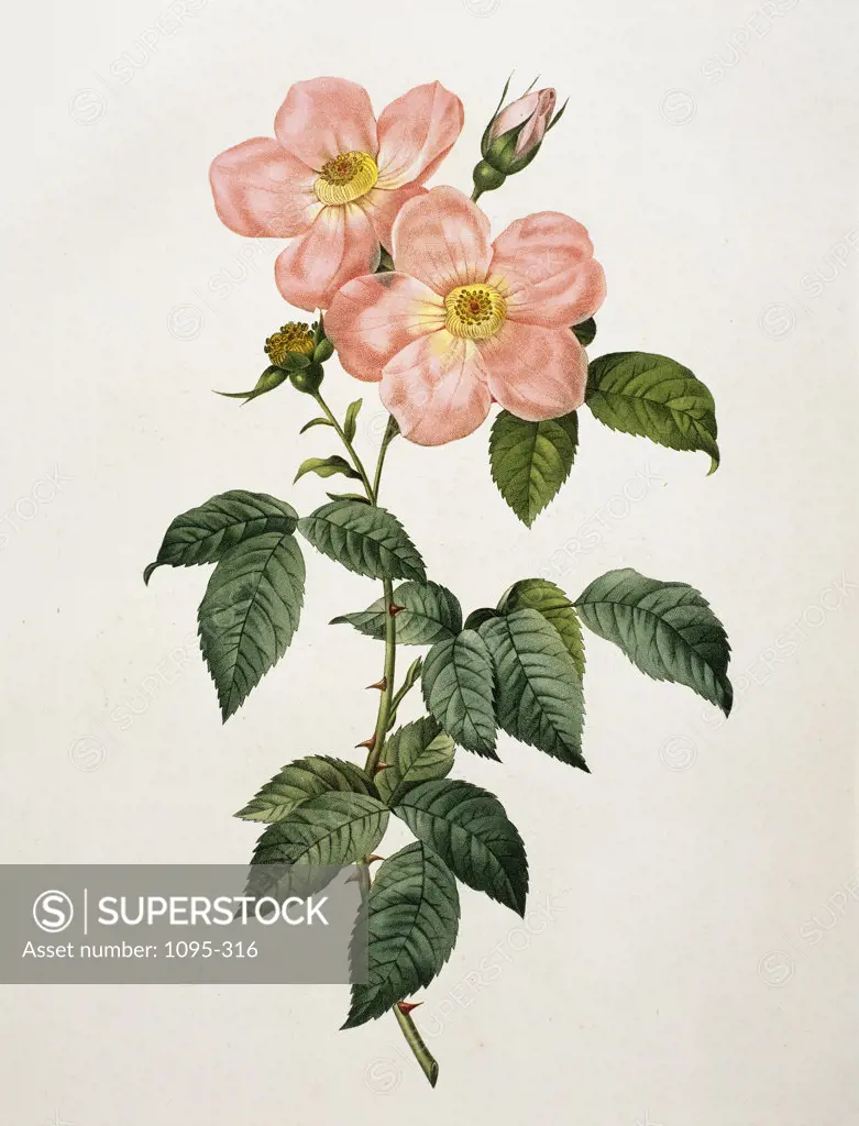 Rosa Indica Frangras (Flora Simplici) From "Les Rosas" 1824 Redouté, Pierre Joseph(1759-1840 French) Newberry Library, Chicago, Illinois, USA 