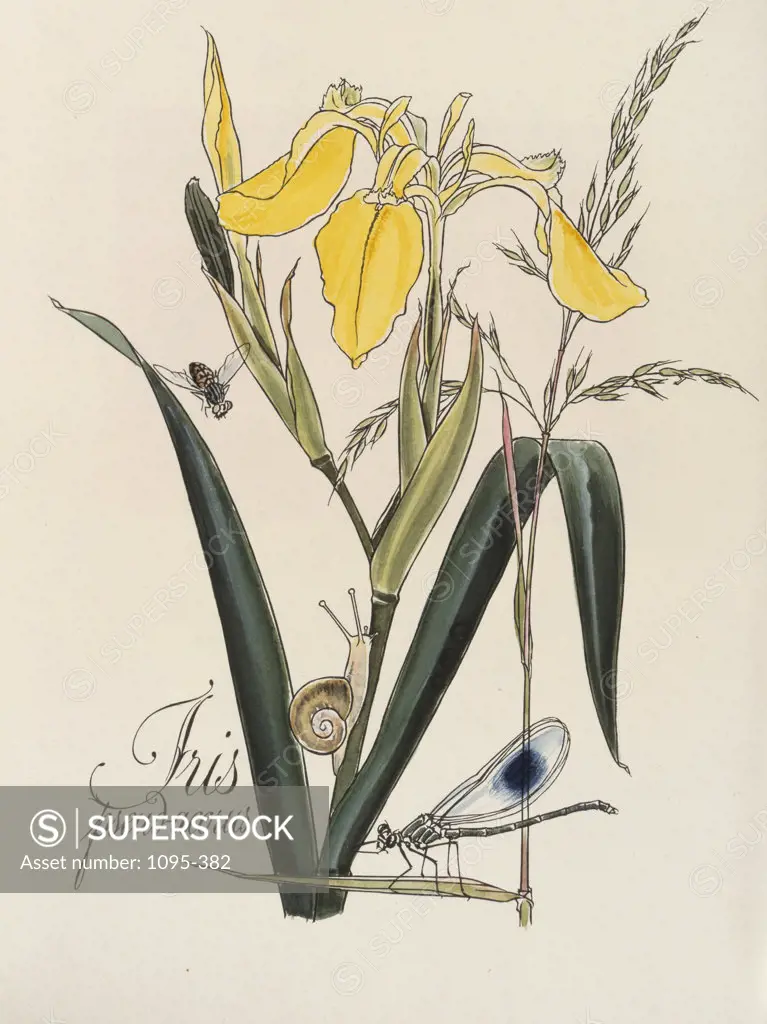 Iris with a Snail and Dragonfly From: "Das Blumen ABC" Zapf and Rosenberger Newberry Library, Chicago, Illinois, USA