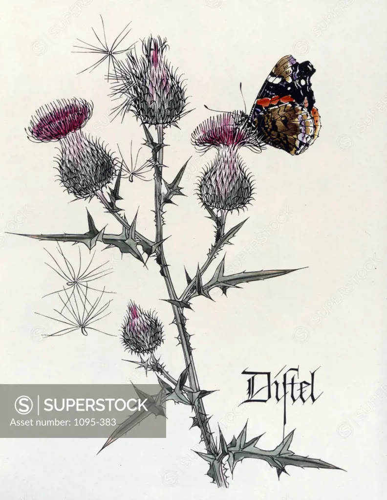 Thistle with Butterfly,  from Das Blumen ABC,  by Zaff and Roseberger,  USA,  Illinois,  Chicago,  Newberry Library