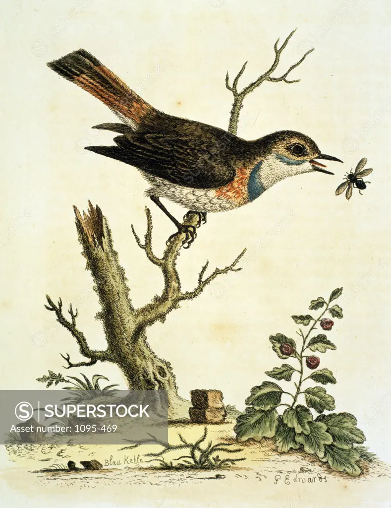 Nightingale by George Edwards,  1751,  (ca. 1694- ca.1773),  Chicago,  Newberry Library