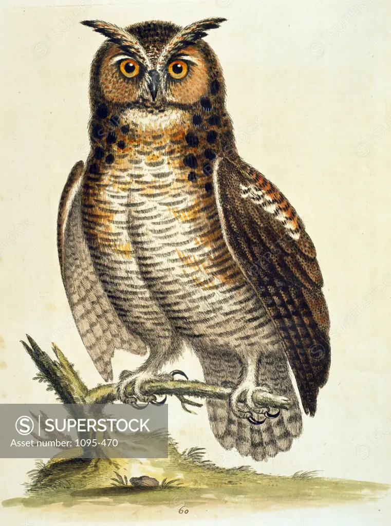 Owl by George Edwards,  (ca. 1694- ca.1773),  Chicago,  Newberry Library