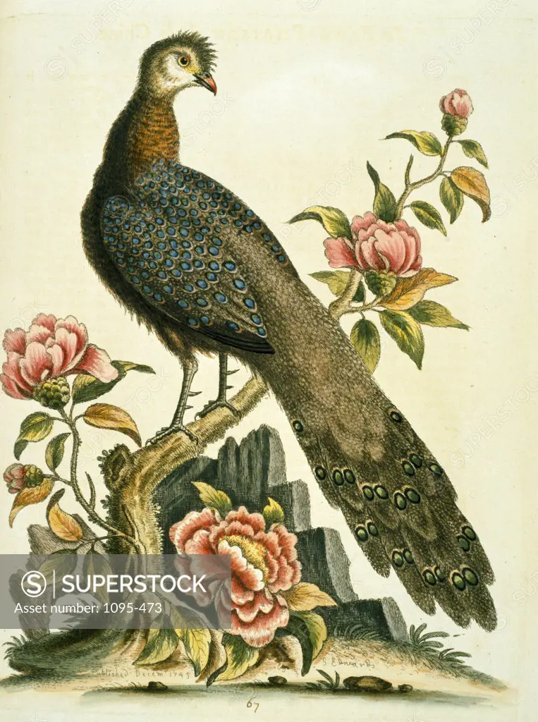Peacock Pheasant by George Edwards,  (ca. 1694- ca.1773),  Chicago,  Newberry Library