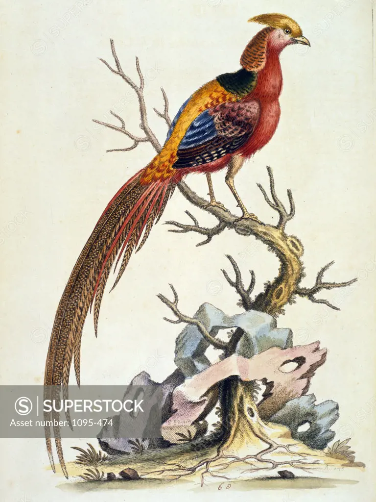Colored Chinese Pheasant by George Edwards,  (ca. 1694- ca.1773),  Chicago,  Newberry Library