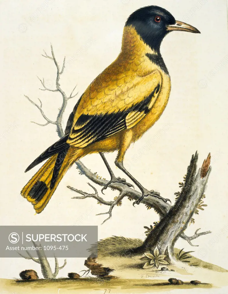 Black- Headed Oriole of the Indies by George Edwards,  (ca. 1694- ca.1773),  Chicago,  Newberry Library