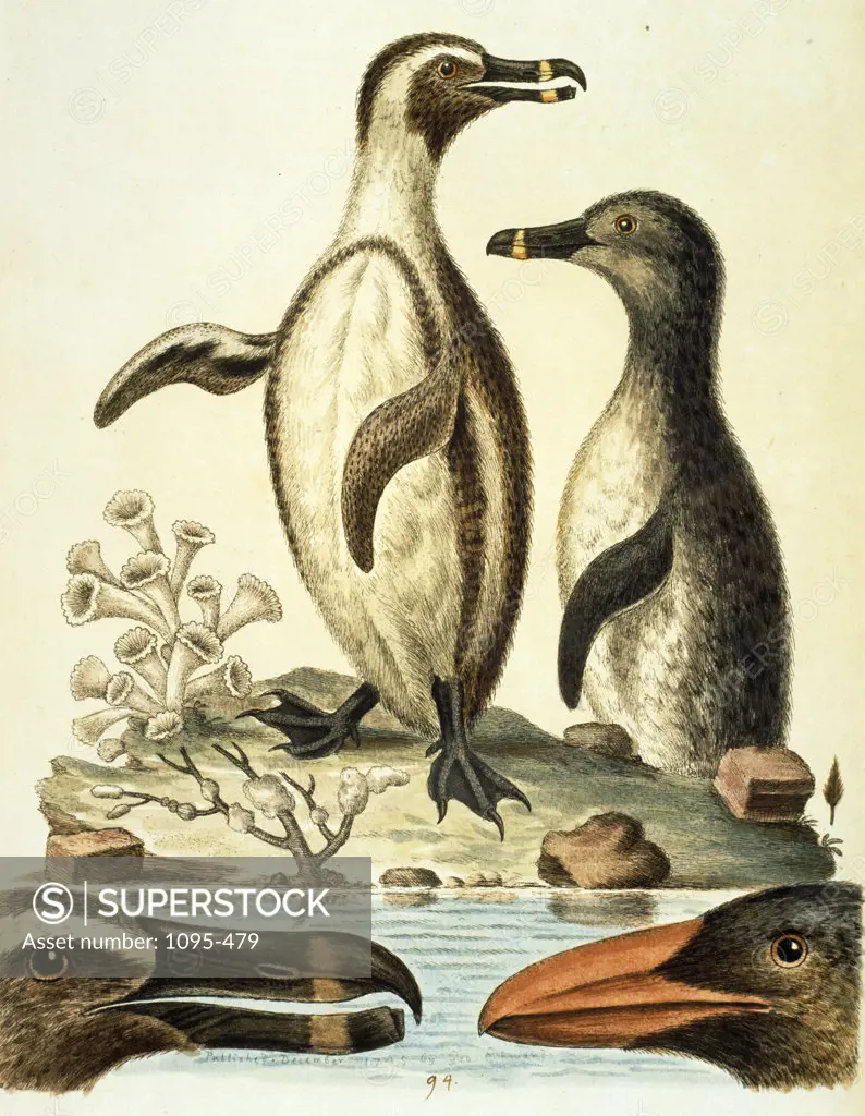 The Penguins by George Edwards,  (ca. 1694- ca.1773),  Chicago,  Newberry Library
