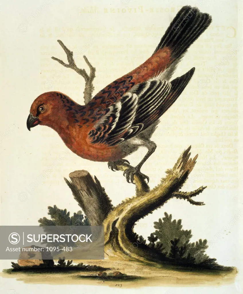 Bullfinch by George Edwards,  (ca. 1694- ca.1773),  Chicago,  Newberry Library