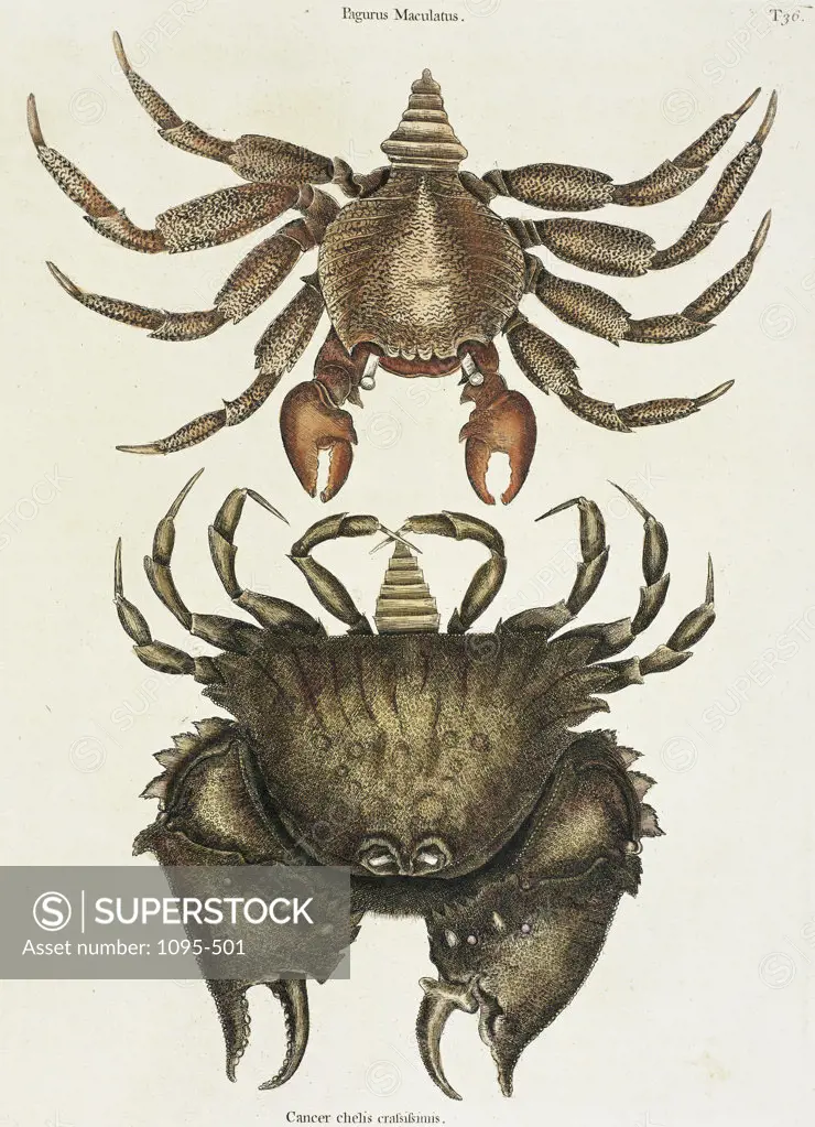 Red Rock Crab Natural History of Carolina, Florida, &  Bahamas Mark Catesby (1679-1749/British) Illustration Newberry Library, Chicago, Illinois, USA