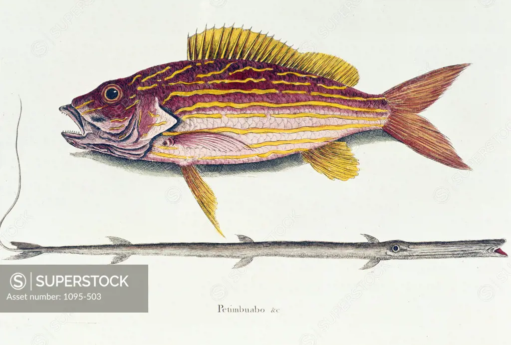 The Lane Snapper and Tobaccoppipe Fish,  illustration from Natural History of Carolina,  Florida,  & Bahamas by Mark Catesby,  (1679-1749),  Chicago,  Newberry Library
