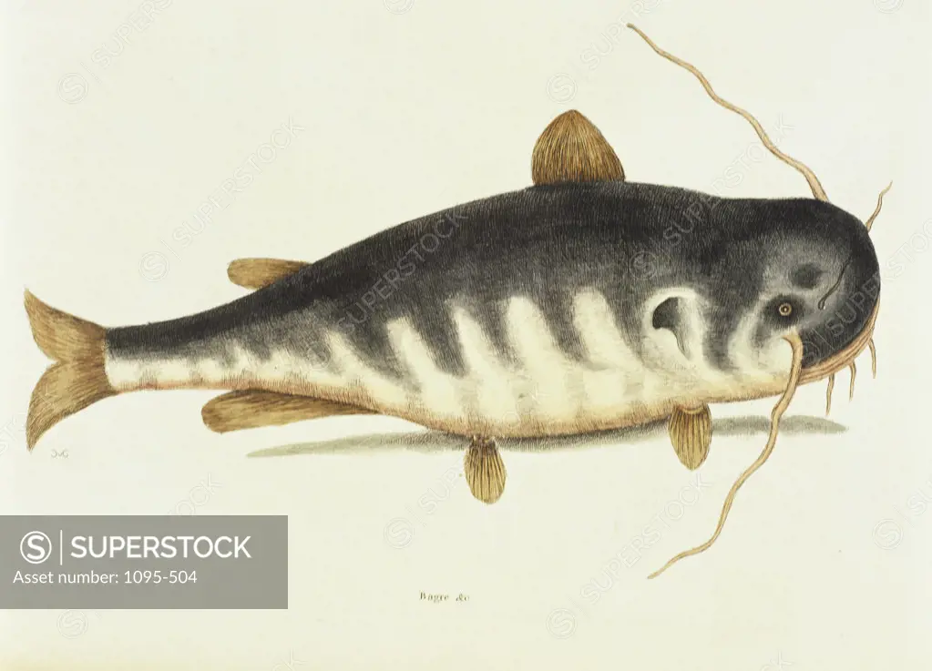 Catfish Natural History Of Carolina, Florida, & Bahamas Mark Catesby (1679-1749/British) Illustration Newberry Library, Chicago 