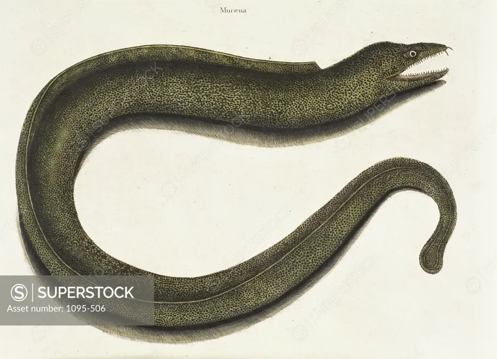 Moray Eel Natural History Of Carolina, Florida, & Bahamas Mark Catesby (1679-1749/British)  Illustration Newberry Library, Chicago 
