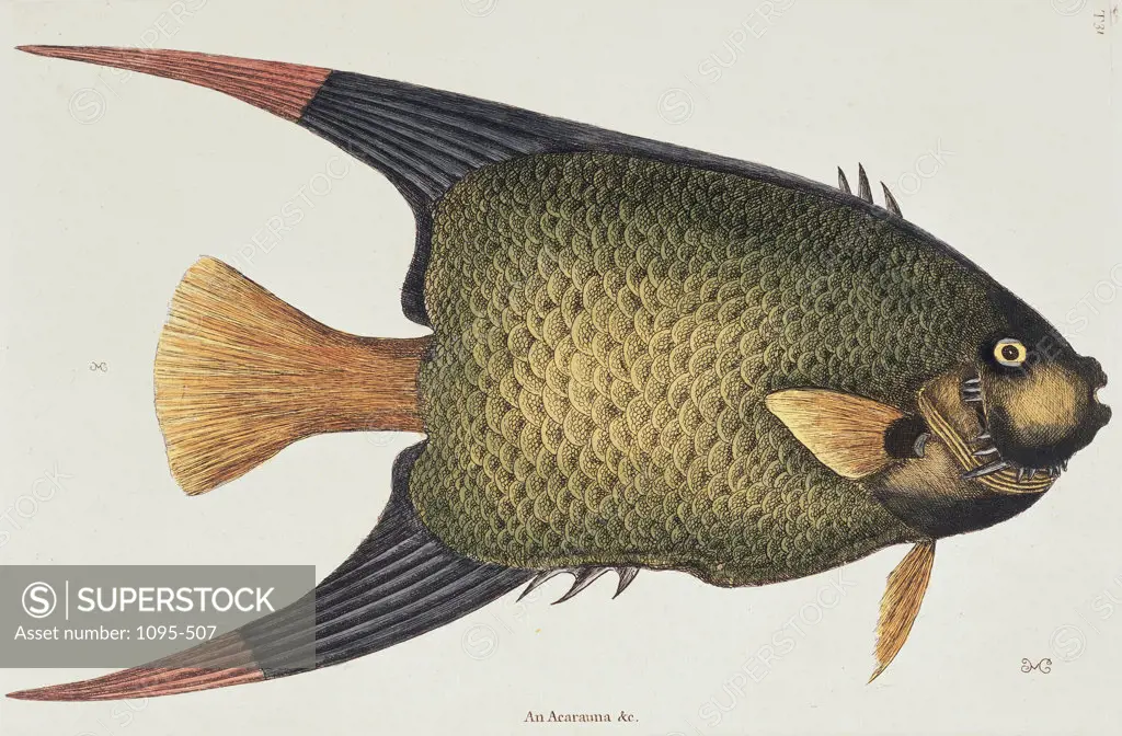 Angel Fish Natural History Of Carolina, Florida, & Bahamas 1754 Mark Catesby (1679-1749 British) Illustration Newberry Library, Chicago, Illinois, USA